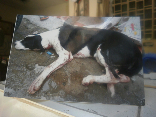 Tony, la mascota de Brayan, herido. Foto Nelosi